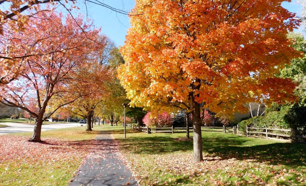 istock Deciduous Trees In Autumn Along The Sidewalk On A Sunny Day 1071744862