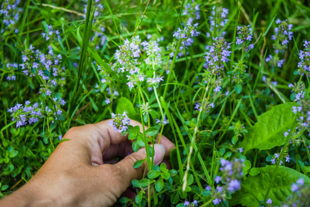 istock The flowers of thyme. 1071746076