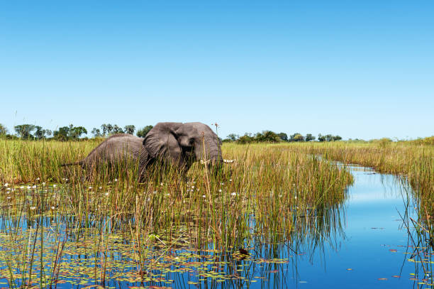 elefante africano che guada attraverso le zone umide, botswana - delta dellokavango foto e immagini stock