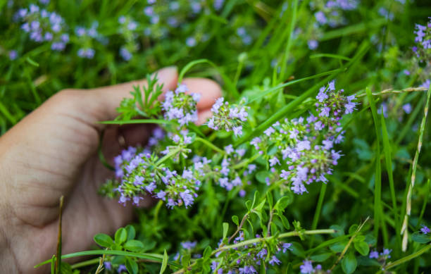 istock The flowers of thyme. 1071746502