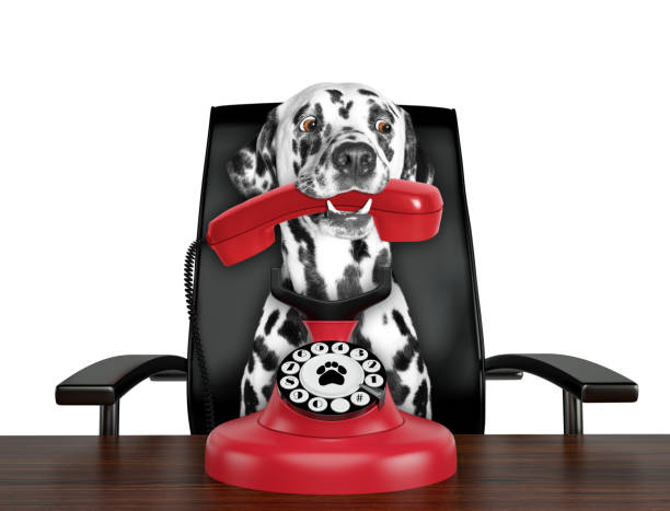 istock Dalmatian dog is talking by red old dial telephone. Isolated on white 1071748224