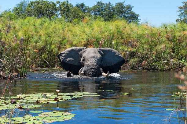 African elephant taking a bath in the wetlands of the Okavango Delta in Botswana African elephant taking a bath in water of the wetlands, surrounded by papyrus plants,  in the Xigera Concession of Botswana. botswana stock pictures, royalty-free photos & images
