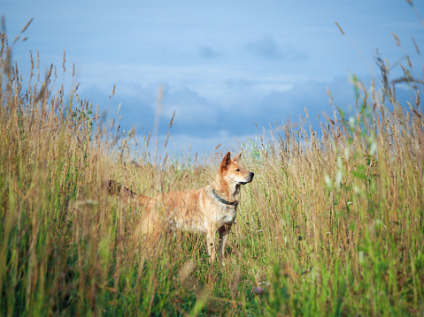 Big dog in the field of tall grass