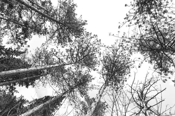 istock Forest of pine trees, natural background black and white, view  from below 1071752678