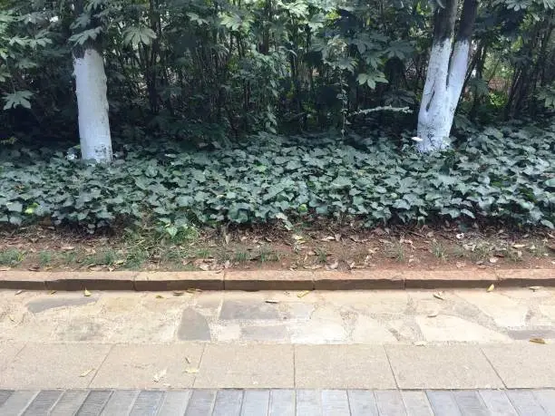 Photo of Pathway in the Lotus Pond Garden (Kunming, Yunnan, China)