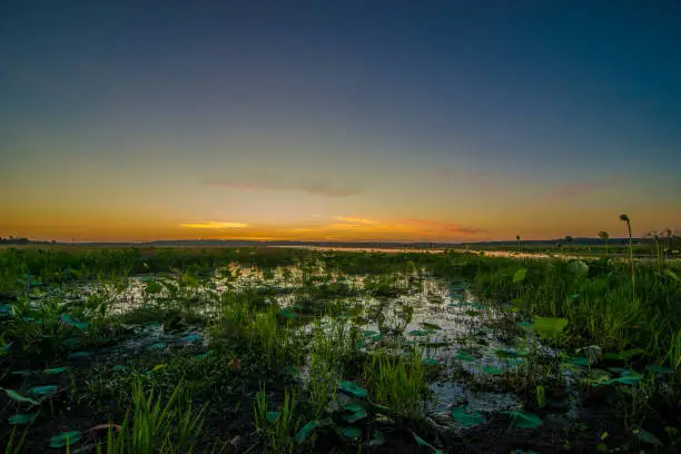 Photo of Sunrise over marshy grass