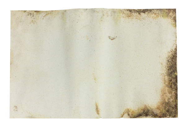 istock old paper texture with fungus 1071754890
