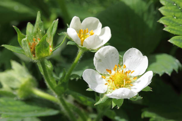 flowers strawberries - strawberry plant imagens e fotografias de stock