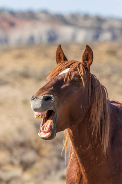 istock Wild Horse in the High Desert 1071755218