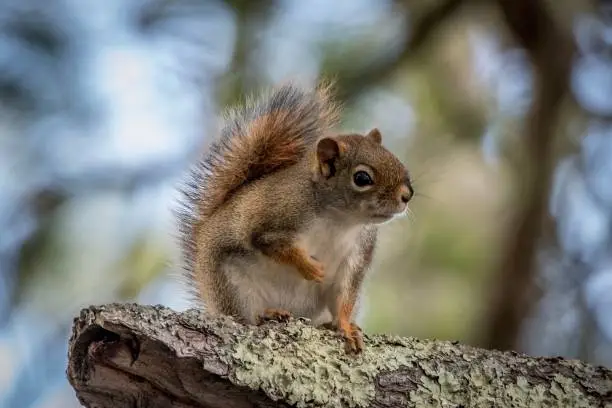 Northern Red Squirrel on ancient mossy pine