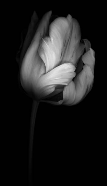 istock Monochrome Parrot Tulip isolated on black background. 1071766266