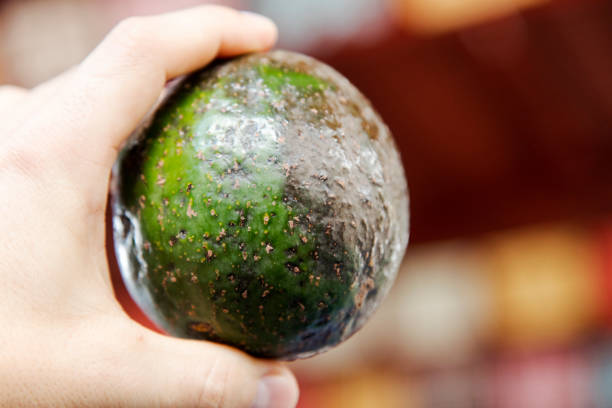 istock Avocado - Mexican round variety 1071767412