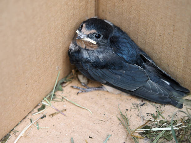 istock The chick swallows in a cardboard box 1071768738