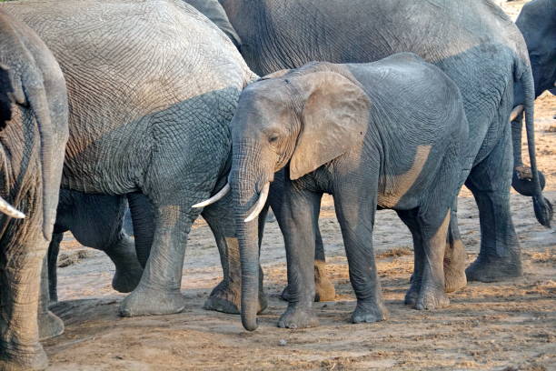 istock Herd of elephants in Botswana 1071771002