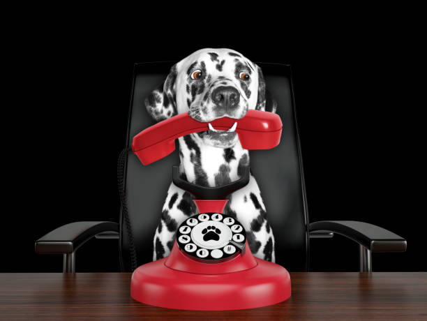 istock Dalmatian dog is talking by red old dial telephone. Isolated on black 1071771610