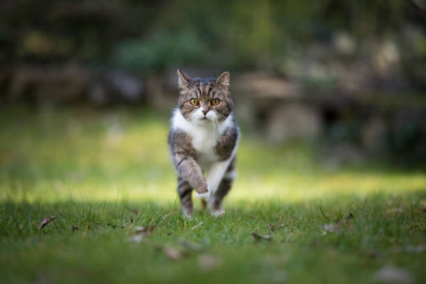 running cat tabby british shorthair cat running towards camera in the back yard. the cat is looking directly at the camera prowling stock pictures, royalty-free photos & images