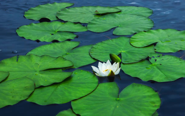 istock White Water Lily Flower With Leaves On The Water Surface 1071773424