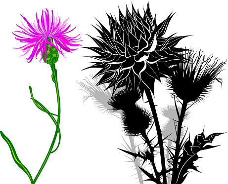 milk thistle flowers isolated on white background