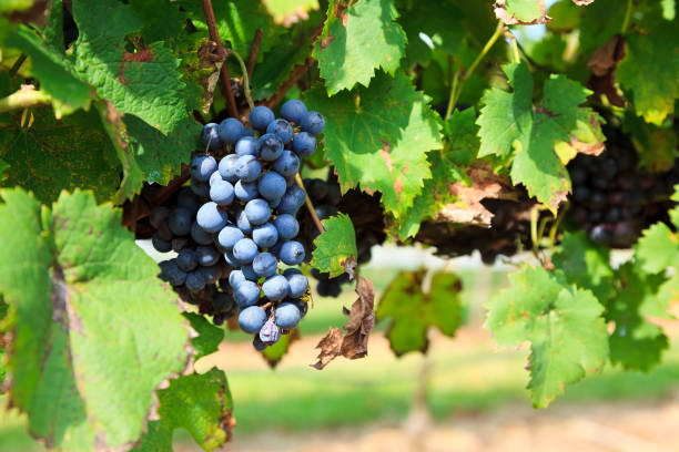 istock Purple Grapes Hanging on a Grapevine 1071774560