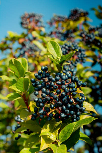 istock Wild fruit found in  tree in the nature 1071774750