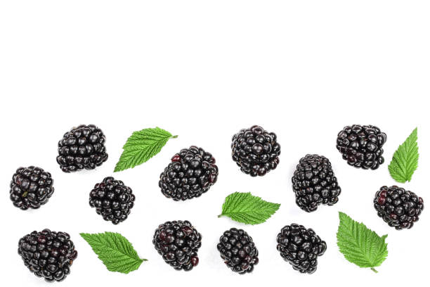 istock Fresh blackberry with leaves isolated on white background with copy space for your text. Top view. Flat lay pattern 1071775906