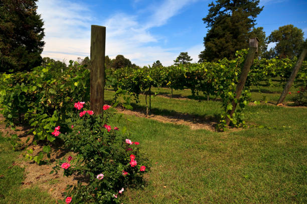 Grapevines in North Carolina in the Yadkin Valley Area stock photo
