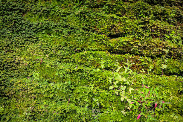 istock closed up of green Moss in forest 1071779654