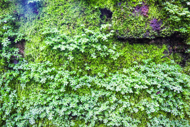 istock Green moss in the nature 1071779674