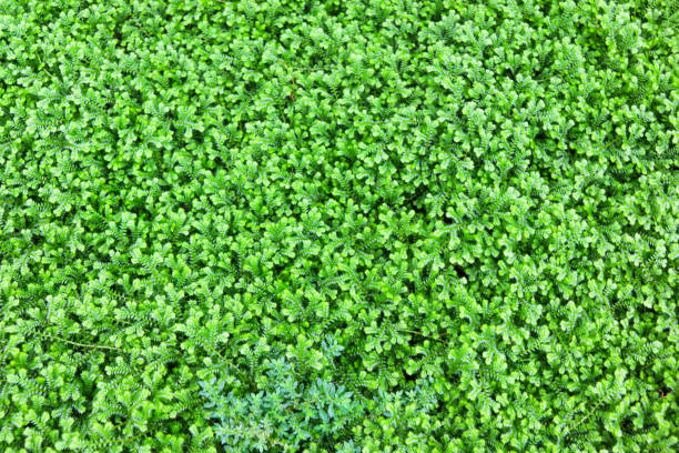istock closed up of Spike Moss in forest 1071779854