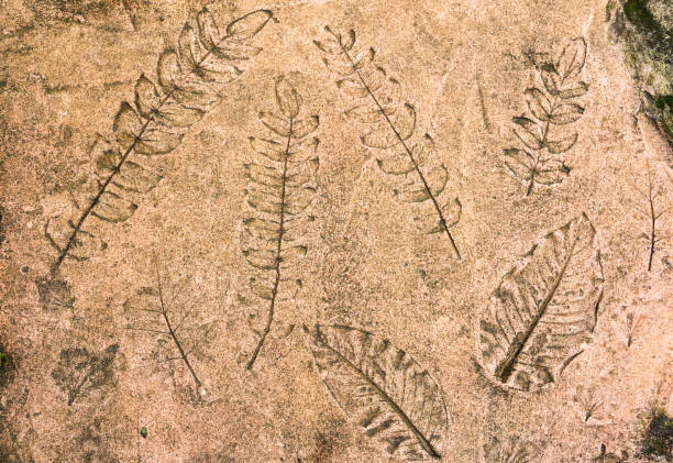 istock Marks of nature leafs on the concrete background 1071780052