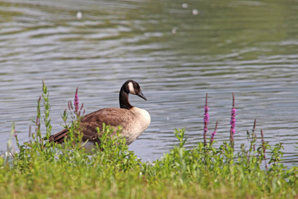 31 july 2018, Cattenom, Moselle, Lorraine, France. A canada goose is in the grass, on the banks of a pond. She finished wash up.