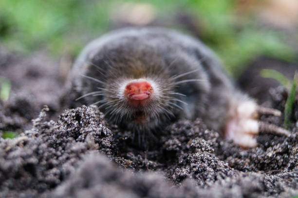 mole - mole europaea - burying ground imagens e fotografias de stock
