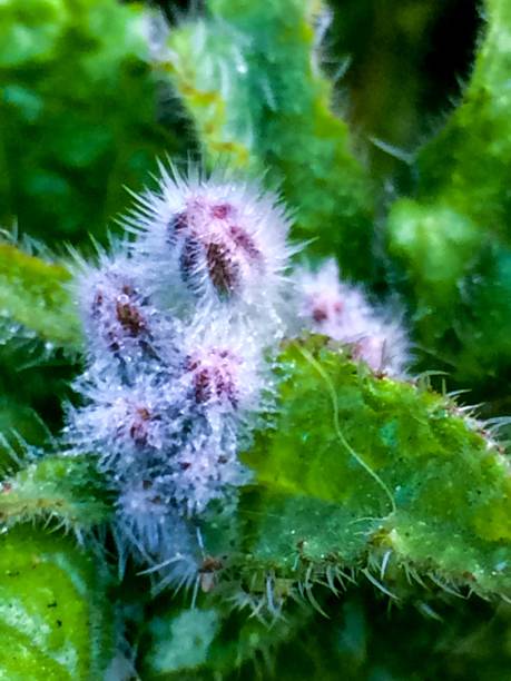 istock Borraja flower in cocoon 1071783056