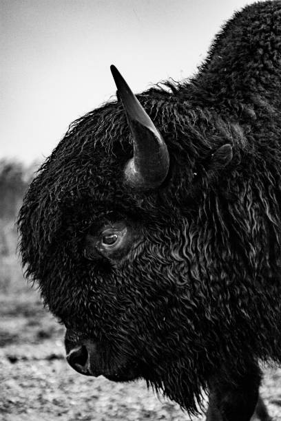 istock American Bison Portrait 1071783658