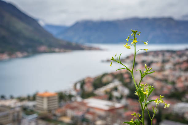 fiore giallo che cresce su una collina sopra la baia di kotor - montenegro kotor bay fjord town foto e immagini stock