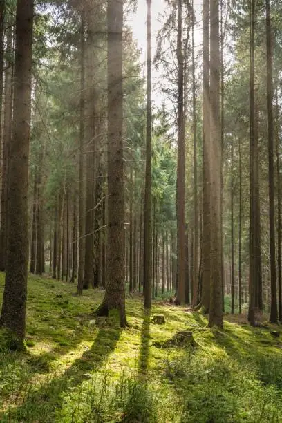 Coniferous forest in the sunlight in the summer