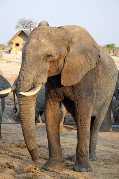 istock Elephant near a watering hole 1071787486