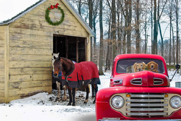 dogs in retro red truck by horses - winter snow livestock horse imagens e fotografias de stock