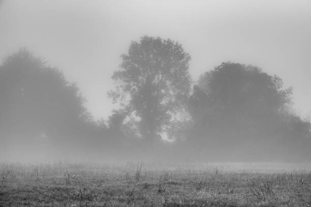 istock trees in the fog on the meadow. 1071788754