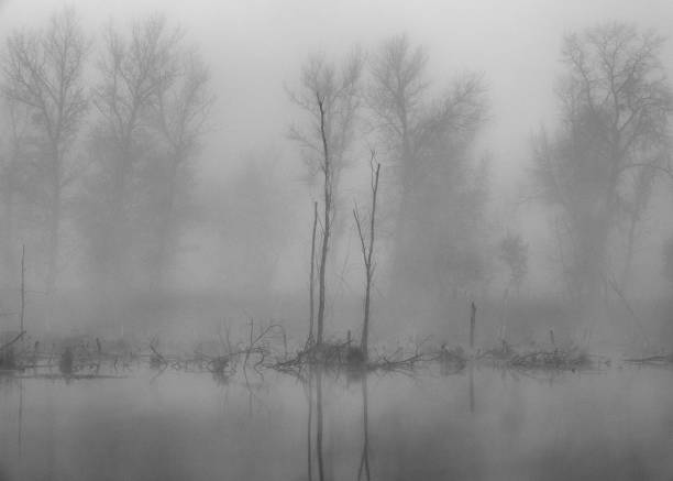 istock river and trees on a foggy autumn morning. 1071788802