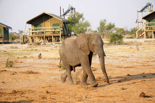 istock Elephant near a watering hole 1071789314