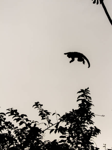 istock Jump Of Ape 1071789854