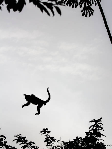 istock Jump Of Ape 1071789884