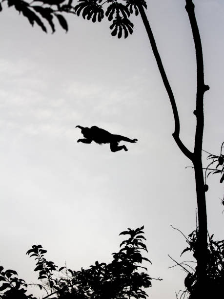 istock Jump Of Ape 1071789894