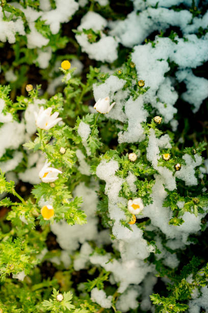 early flowers oof the spring under snow - oof imagens e fotografias de stock