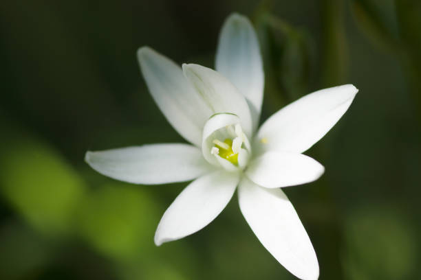 istock little wild flowers 1071794852