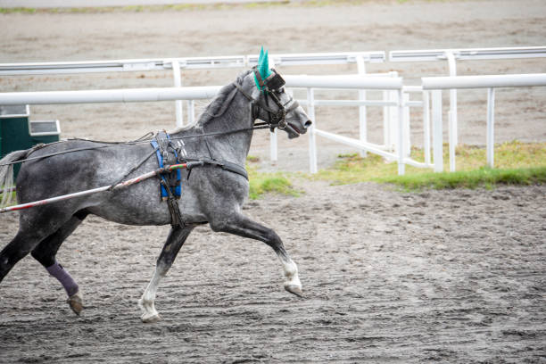 istock Gray beautiful trot with closed ears 1071796338