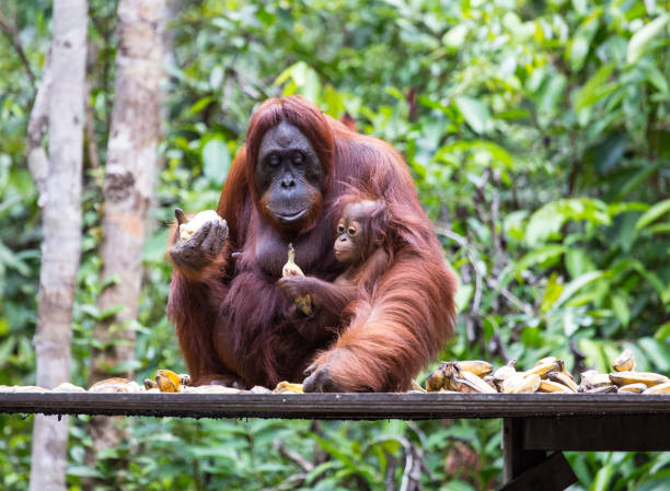 istock Orangutan and her baby eating bananas 1071800166