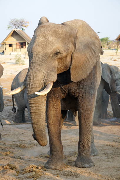 istock Elephant near a watering hole 1071801110