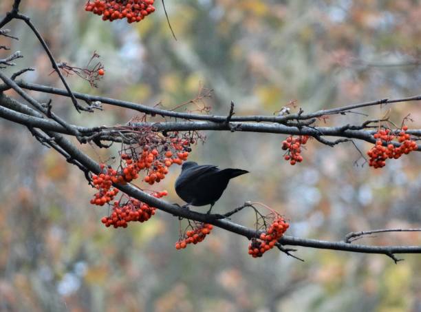 istock Rear view of a male blackbird perching between two horizontal branches with rowan berries 1071801296